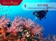 Daily Scuba Diving