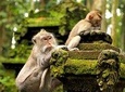 Ubud Sacred Monkey Forest & Art Village Tour