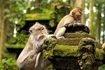 Ubud Sacred Monkey Forest & Art Village Tour