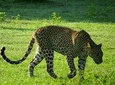 Yala National Park Safari from Ella 