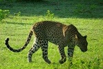 Yala National Park Safari from Ella 