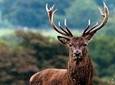 Wild Red Deer Viewing Safari, Connemara. Guided 3hrs