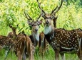 Luxury Chitwan National Park Tour 1 Night-2 Days 