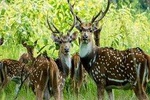 Luxury Chitwan National Park Tour 1 Night-2 Days 
