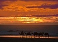 Essaouira: 3 hours circuit on camel special sunset.