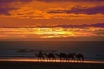 Essaouira: 3 hours circuit on camel special sunset.