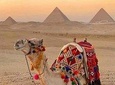 Sunset Camel Ride Including Local BBQ Dinner at the Pyramids