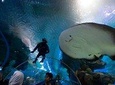 Aquaria KLCC Admission Ticket