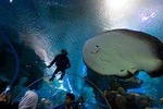 Aquaria KLCC Admission Ticket