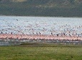 Escape to Lake Bogoria, Flamingo's new home for an overnight safari