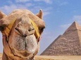 Pyramids & Sphinx trip
