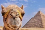 Pyramids & Sphinx trip
