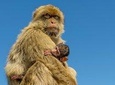 Gibraltar Inside Out Extended Tour 2.30hrs Price Quoted from 1 to 8 persons