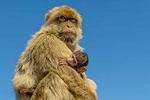 Gibraltar Inside Out Extended Tour 2.30hrs Price Quoted from 1 to 8 persons