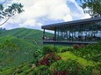 Natural Breeze Of Cameron Highlands Day Trip From Kuala Lumpur