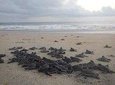 PRESERVING BABY SEA TURTLES AND FILLING YOU WITH ENERGY IN BIOLUMINESCENT LIGHTS