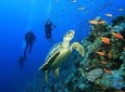 PADI or SSI Diving ( For certified Divers ) 1 Tank, Mahahual, Costa Maya
