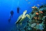 PADI or SSI Diving ( For certified Divers ) 1 Tank, Mahahual, Costa Maya