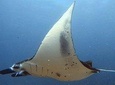 Manta Madness Nusa Penida Snorkelling Trip