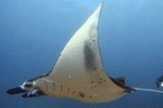 Manta Madness Nusa Penida Snorkelling Trip