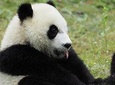 Chengdu panda base and city highlights one day tour 
