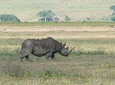 Ngorongoro Crater Day Tour From Moshi
