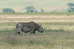 Ngorongoro Crater Day Tour From Moshi