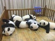 Small group half-day Chengdu Panda Breeding Center tour