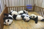 Small group half-day Chengdu Panda Breeding Center tour