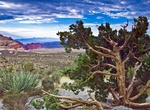 Visit Red Rock Canyon Overlook (Scenic Loop Drive), Red Rock Canyon, Nevada