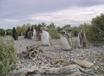 See Wildlife around Puerto Deseado, Argentina