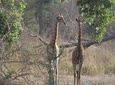Safari To Fathala, Senegal