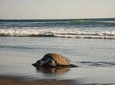 Turtle Nesting Tour