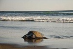 Turtle Nesting Tour