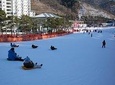 [Private Tour] Nami Island & Snow Viewing and Snow sled (More Members Less Cost)