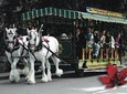 Best Selling Vancouver Sightseeing Tour/Best 5 Hours in vancouver private