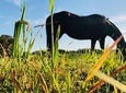 Traditional Country Day in Colonia del Sacramento - Uruguay