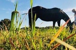 Traditional Country Day in Colonia del Sacramento - Uruguay