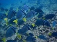 Half-Day Tour to Cabo Rosa Tuneles / Isabela Island