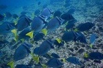 Half-Day Tour to Cabo Rosa Tuneles / Isabela Island