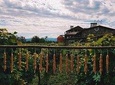 Going to Rtveli - The main holiday of autumn in Georgia!