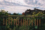 Going to Rtveli - The main holiday of autumn in Georgia!