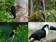 Pacaya Samiria 4Days 3Nights - Amazon Wonder Expeditions