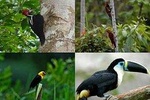 Pacaya Samiria 4Days 3Nights - Amazon Wonder Expeditions