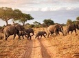 Tarangire Park Day Trip