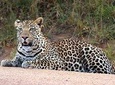 Bwindi impenetrable Kenya Tanzania Gorilla Safari 14 days 13 nights