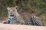 Bwindi impenetrable Kenya Tanzania Gorilla Safari 14 days 13 nights