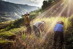 4-day Trekking in Ha Giang - Tay Con Linh