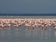 Make a date with Flamingos and Rhinos of Lake Nakuru National Park - 1 Day