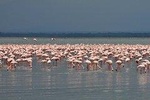 Make a date with Flamingos and Rhinos of Lake Nakuru National Park - 1 Day